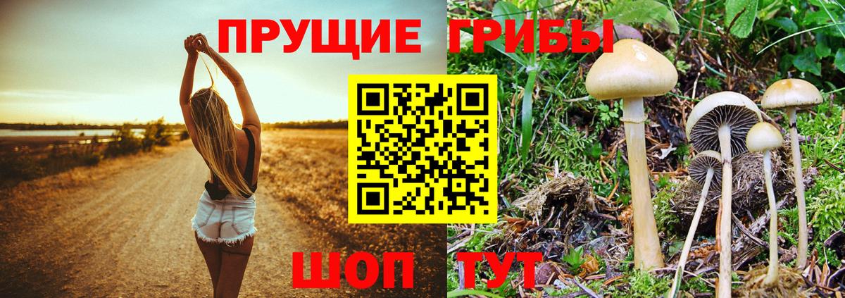 Псилоцибиновые грибы Cubensis Старая Купавна